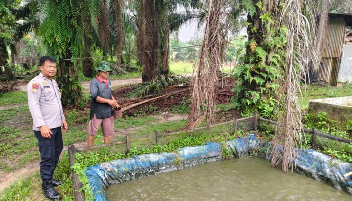 Polri Kawal Ketahanan Pangan dari Pekarangan Warga, Bhabinkamtibmas Bukit Timah Cek Budidaya Gurami Milik Petani