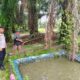 Polri Kawal Ketahanan Pangan dari Pekarangan Warga, Bhabinkamtibmas Bukit Timah Cek Budidaya Gurami Milik Petani