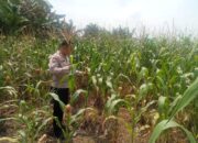 Personil Polsek TPTM lakukan peninjauan dan monitoring tanaman jagung pipil di wilayah hukum Polsek TPTM