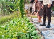 Bhabinkamtibmas Polsek  Kawal Ketahanan Pangan, Kebun Pakcoy di Bumi Ayu Tumbuh Subur