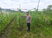 Bhabinkamtibmas Polsek Bukit Kapur Turun ke Ladang, Kawal Ketahanan Pangan Nasional dari Pekarangan Warga