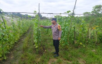 Bhabinkamtibmas Polsek Bukit Kapur Turun ke Ladang, Kawal Ketahanan Pangan Nasional dari Pekarangan Warga