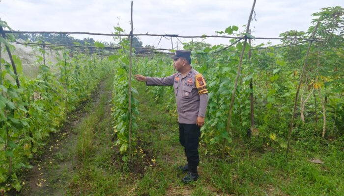 Bhabinkamtibmas Polsek Bukit Kapur Turun ke Ladang, Kawal Ketahanan Pangan Nasional dari Pekarangan Warga