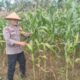 Jagung pipil  mulai menghasilkan tongkol jagung muda, Kapolsek  TPTM IPTU K. F. Sidabutar SH..MH  rutinkan  peninjauan dan monitoring