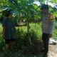 Bhabinkamtibmas Mekar Sari Intensif Dampingi Petani Pepaya, Perkuat Ketahanan Pangan Nasional