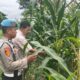 Polsek KSKP Polres Dumai Cek Perkembangan Jagung, Dukung Program Ketahanan Pangan Nasional