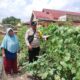 Bhabinkamtibmas Purnama Dampingi Petani, Perkuat Ketahanan Pangan dari Pekarangan Bergizi