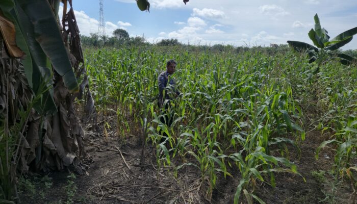 Personil Polsek TPTM kembali lakukan pengecekan tanaman jagung pipil di wilayah hukum Polsek TPTM