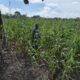 Personil Polsek TPTM kembali lakukan pengecekan tanaman jagung pipil di wilayah hukum Polsek TPTM