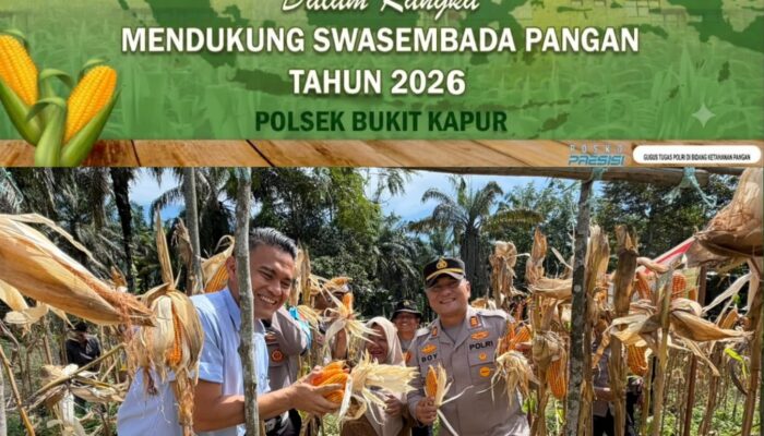 Kapolsek Bukit Kapur Pimpin Panen Raya, Hasil 1 Ton Jagung Perkuat Pangan