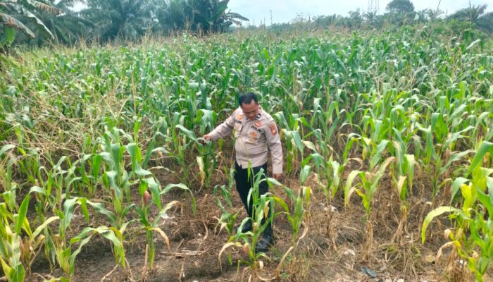 Personil Polsek TPTM lakukan Peninjauan dan monitoring tanaman jagung pipil di wilayah hukum Polsek TPTM