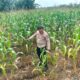 Personil Polsek TPTM lakukan Peninjauan dan monitoring tanaman jagung pipil di wilayah hukum Polsek TPTM