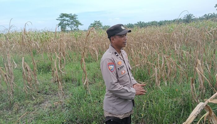 Curah hujan yang tinggi, jagung pipil di kepenghuluan  mesah, parit karim,  banyak tumbuhan terendam dan mati, personil TPTM gerak cepat turun langsung meninjau kelapangan