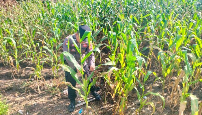 Personil Polsek TPTM lakukan pengecekan jagung pipil di wilayah hukum Polsek TPTM