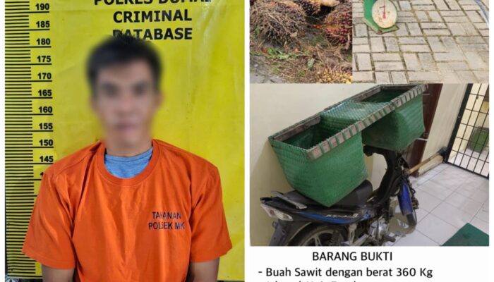 Polsek Medang Kampai Berhasil Ungkap Kasus Pencurian Buah Sawit, Seorang Pria Diamankan