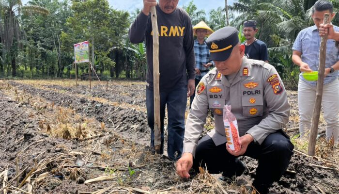 AKP Boy Setiawan Buktikan Komitmen, Polsek Bukit Kapur Ubah Lahan Tidur Jadi Lumbung Ketahanan Pangan