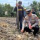AKP Boy Setiawan Buktikan Komitmen, Polsek Bukit Kapur Ubah Lahan Tidur Jadi Lumbung Ketahanan Pangan