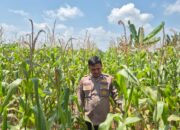 Personil Polsek TPTM kembali lakukan Peninjauan dan monitoring tumbuhan jagung pipil di wilayah hukum Polsek TPTM