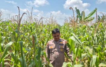 Personil Polsek TPTM kembali lakukan Peninjauan dan monitoring tumbuhan jagung pipil di wilayah hukum Polsek TPTM