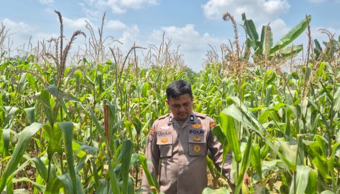 Personil Polsek TPTM kembali lakukan Peninjauan dan monitoring tumbuhan jagung pipil di wilayah hukum Polsek TPTM