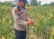 Polsek KSKP Intensif Pantau Jagung, Wujud Nyata Dukung Ketahanan Pangan