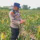 Polsek KSKP Intensif Pantau Jagung, Wujud Nyata Dukung Ketahanan Pangan