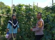 Bhabinkamtibmas Ratu Sima Kawal Ketahanan Pangan, Kebun Kacang Panjang Warga Tumbuh Subur