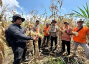 Polsek Sungai Sembilan Panen Jagung Pipil Dukung Program Nasional Ketahanan Pangan Kuartal II Tahun 2026
