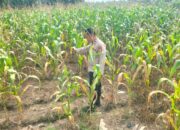 Personil Polsek TPTM lakukan Peninjauan jagung pipil di wilayah hukum Polsek TPTM
