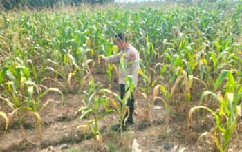 Personil Polsek TPTM lakukan Peninjauan jagung pipil di wilayah hukum Polsek TPTM