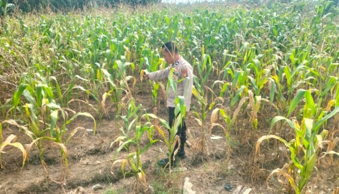 Personil Polsek TPTM lakukan Peninjauan jagung pipil di wilayah hukum Polsek TPTM