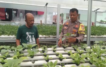 Bhabinkamtibmas Bukit Timah Kawal Ketahanan Pangan, Pastikan Pekarangan Hidroponik Warga Produktif