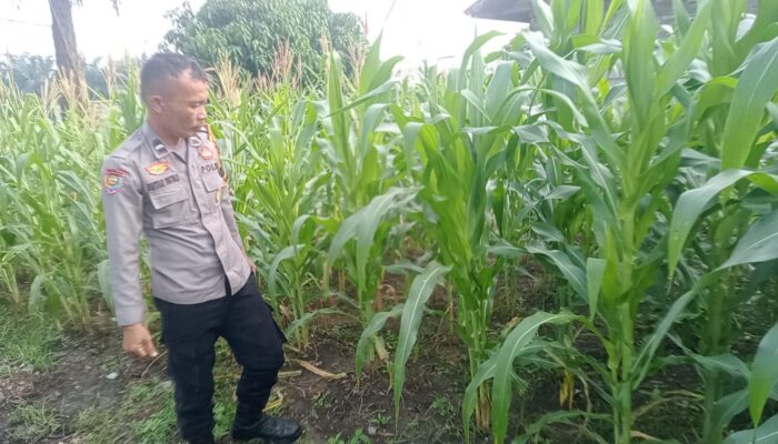 Polsek Bukit Kapur Pastikan Jagung Tumbuh Optimal