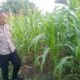 Polsek Bukit Kapur Pastikan Jagung Tumbuh Optimal
