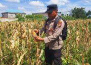 Polsek KSKP Dumai Pantau Jagung, Perkuat Ketahanan Pangan