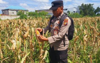 Polsek KSKP Dumai Pantau Jagung, Perkuat Ketahanan Pangan