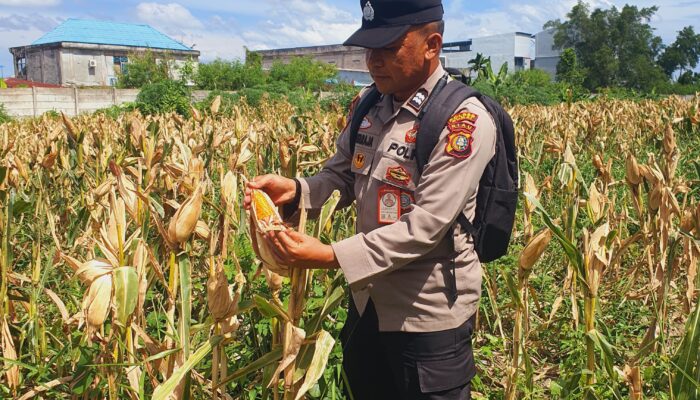 Polsek KSKP Dumai Pantau Jagung, Perkuat Ketahanan Pangan
