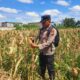 Polsek KSKP Dumai Pantau Jagung, Perkuat Ketahanan Pangan