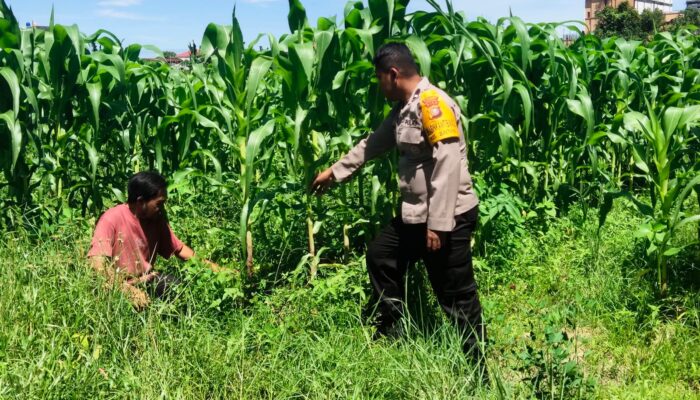 Polri Turun ke Ladang Jagung 1,5 Hektare di Dumai Tumbuh Subur