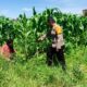 Polri Turun ke Ladang Jagung 1,5 Hektare di Dumai Tumbuh Subur