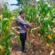 Personil Polsek TPTM lakukan Peninjauan dan monitoring jagung pipil di wilayah hukum Polsek TPTM