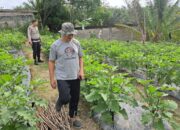 Bhabinkamtibmas Bumi Ayu Turun ke Kebun Kawal Ketahanan Pangan dari Pekarangan