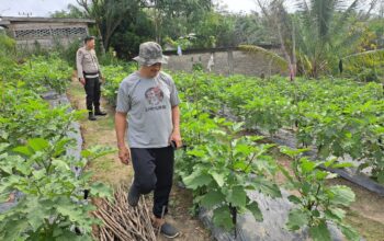 Bhabinkamtibmas Bumi Ayu Turun ke Kebun Kawal Ketahanan Pangan dari Pekarangan