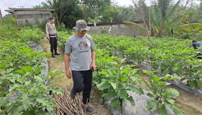 Bhabinkamtibmas Bumi Ayu Turun ke Kebun Kawal Ketahanan Pangan dari Pekarangan