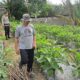 Bhabinkamtibmas Bumi Ayu Turun ke Kebun Kawal Ketahanan Pangan dari Pekarangan