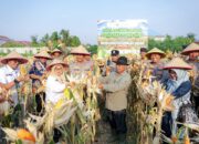 Panen Raya Jagung Pipil Kuartal III Polsek Kawasan Pelabuhan Dukung Swasembada Pangan Tahun 2026