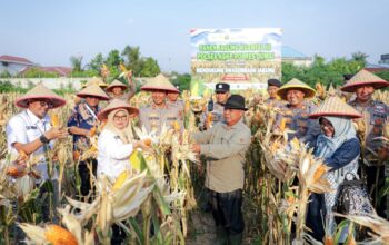 Panen Raya Jagung Pipil Kuartal III Polsek Kawasan Pelabuhan Dukung Swasembada Pangan Tahun 2026
