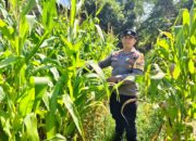 Polsek Bukit Kapur di Bawah AKP Boy Perkuat Ketahanan Pangan Jagung Mulai Berbuah