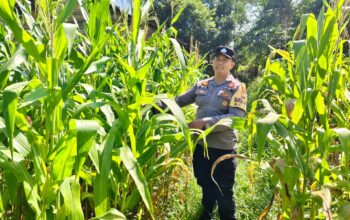 Polsek Bukit Kapur di Bawah AKP Boy Perkuat Ketahanan Pangan Jagung Mulai Berbuah