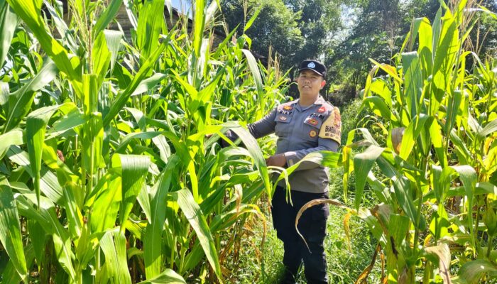 Polsek Bukit Kapur di Bawah AKP Boy Perkuat Ketahanan Pangan Jagung Mulai Berbuah